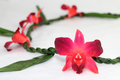 Ti Leaf with Orchid Red