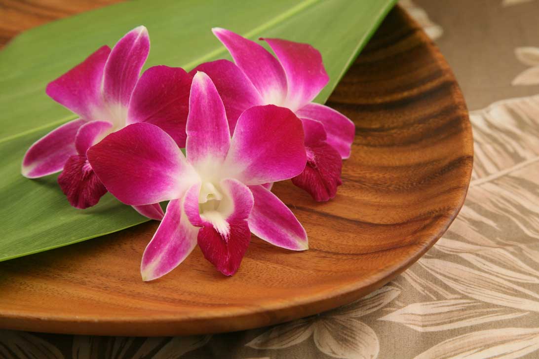 Orchid Head